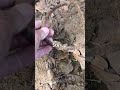 Cool Old Iron Stirrup Up From The GA Red Clay. #metaldetecting #fun #shorts #hobby #history