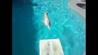 Maggie Mayhem Diving Off the Board Into The Swimming Pool