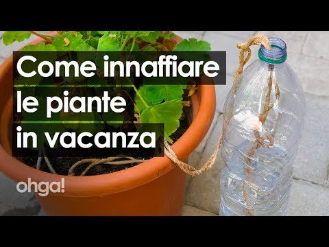 Innaffiare le piante quando sei in vacanza: 3 metodi riciclando una bottiglia di plastica