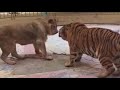 獅子VS老虎，打鬥 Lion vs tiger, fight