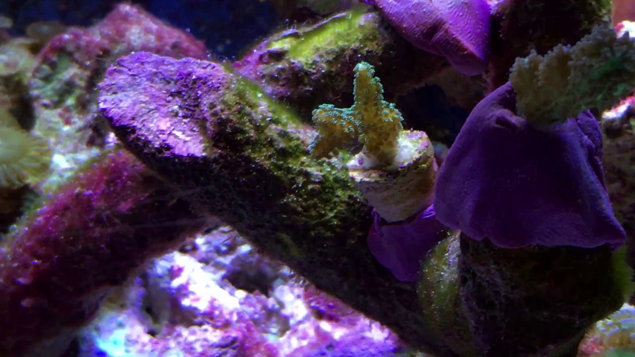 Nano Reef with music by 10eighty6 “California”