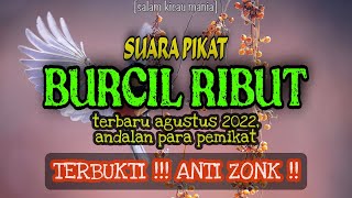 Suara Pikat Burung Kecil Ribut Ampuh Terbaru || Andalan Para Pemikat Dijamin Lengket Anti Zonk