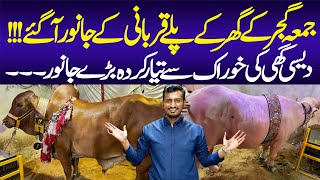 Jumma Gujjar Ke Qurbani ke Janwaar | Bakra Eid 2024 | Cow Mandi | Karachi Cow Market | Bypass Mandi