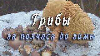 Грибы за полчаса до зимы