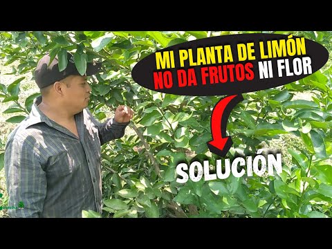 Video: Razones por las que un limonero no florece: arreglar un limonero que no florece