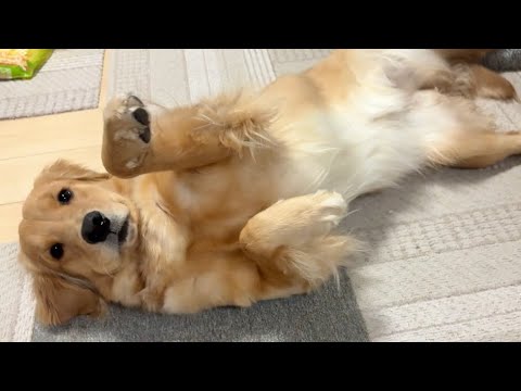 イベント帰りから微熱が続いている子犬(9ヶ月)の現状について...【#ゴールデンレトリバー #ボーダーコリー 】