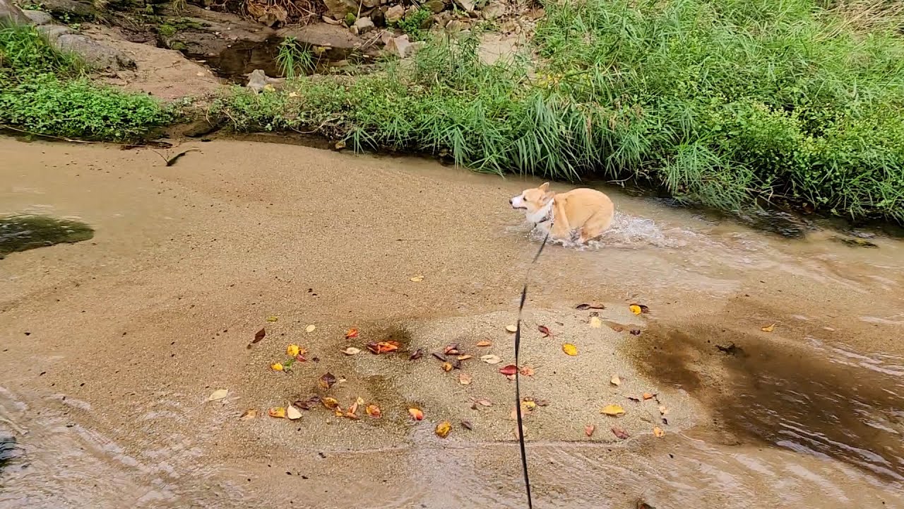 가을캠핑엔 새우구이를 먹어줘야지 대하를 먹고싶었지만 흰다리새우를 먹은건 안비밀 / Welsh Corgi HoDu