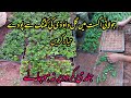 How to propagate Chrysanthemum from cutting in july August.Gul e dauodi ki cutting ugain.