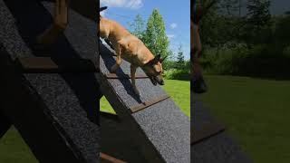 Spacetime Enceladus Candidum, Marja Järvenpää #dog #malinois #dogcoach #igp #obidience