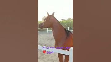 مهره عربى سنتين شهاده قويه تم الشراء من خلال القناه 
