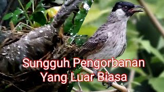 Ternyata Begini Cara Induk Burung Menjaga Anak Nya Ditengah Hujan Badai