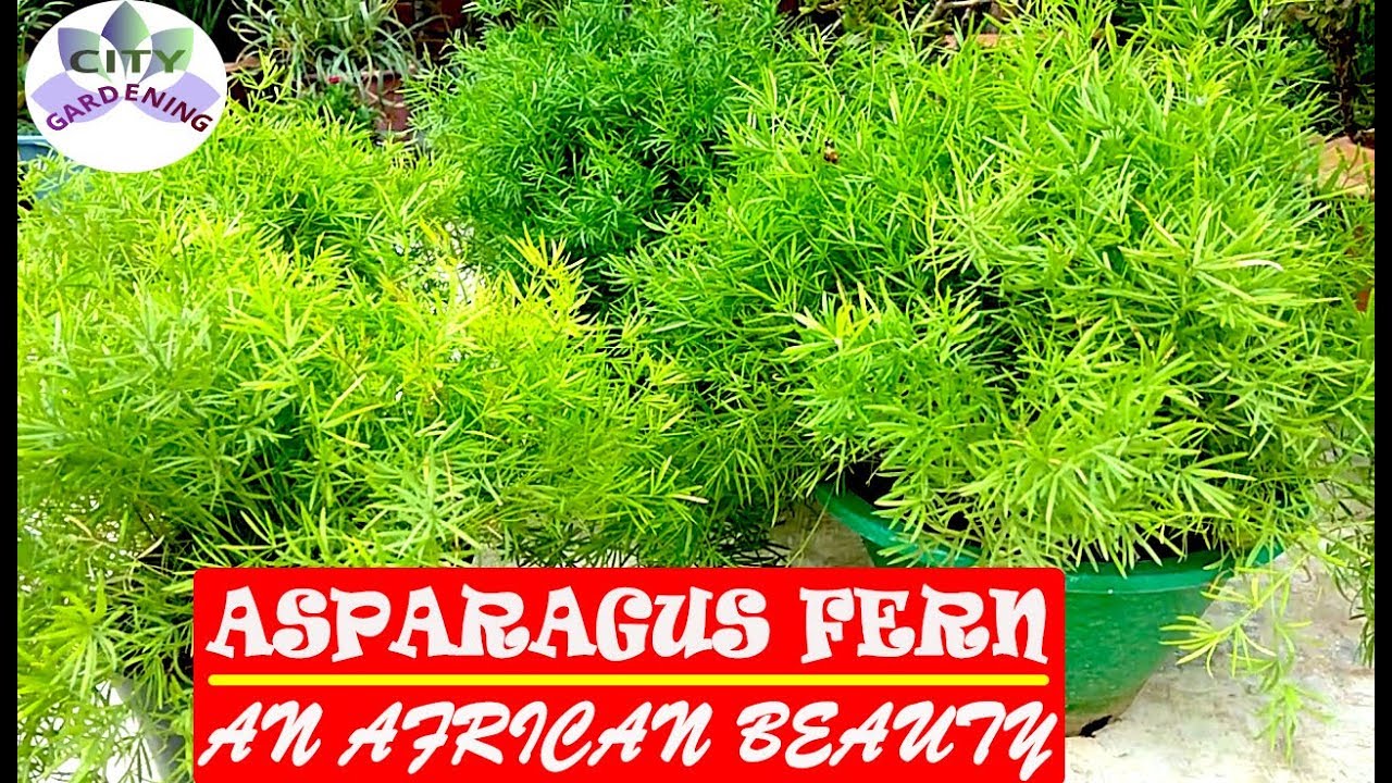 Grow and care guide for ASPARAGUS FERN; an African beauty YouTube