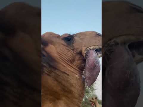 افلاينظرون الى الابل كيف خلقت 1 