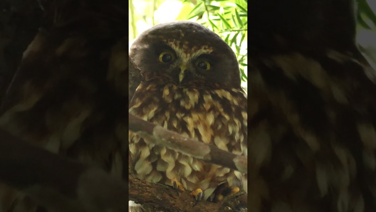 Beautiful New Zealand Owl, the Ruru or Morepork 