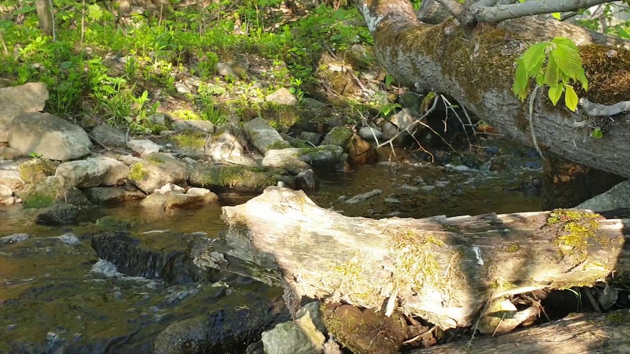 Kirde Eesti pankrannik mai 2020