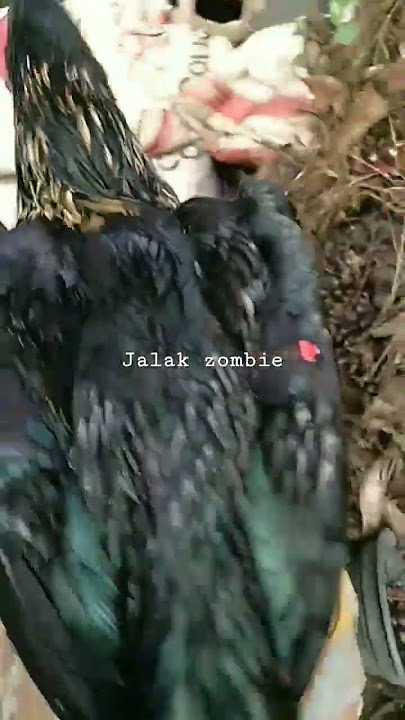 Jalak zombie warna hitam jalak tembus,jari2 pecah,sisik naga banda