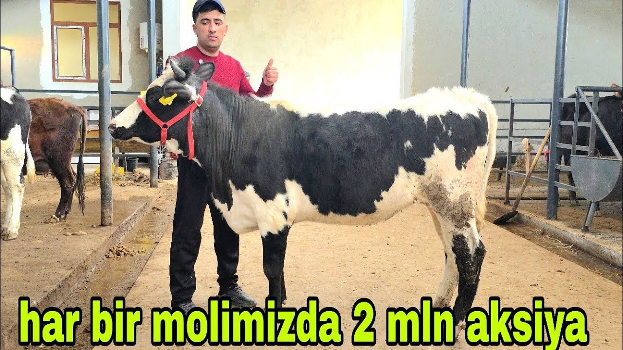 Ramziddin ukamizdan 8 martga har bir molimizdan 2 mln dan aksiya 8-mart, 2026