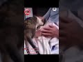 ❗️Кот попрошался с погиб*шим Палестинским ребенком