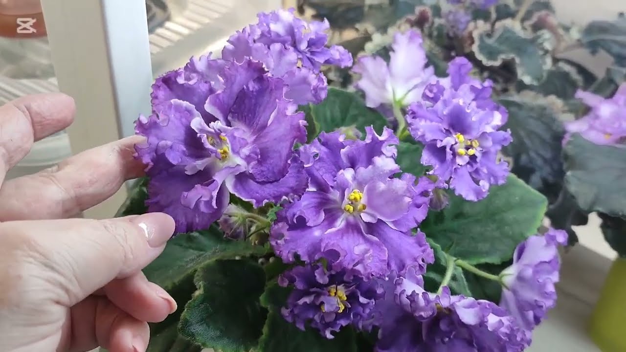 Фиалки расцветают с новой силой. Любуемся вместе!!!