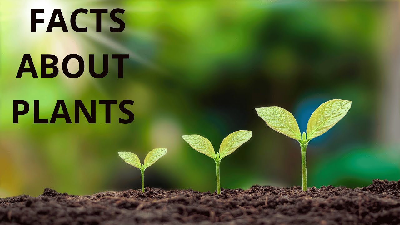 facts about plants YouTube