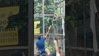 Vrindavan Ke Bandar Mobile Purse Chasma