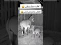حمار يحمي صغيرة للمرة 5   24 