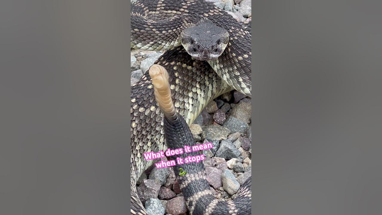 A Huge Rattlesnake Suddenly Stops Rattling What Does It Mean YouTube a-huge-rattlesnake-suddenly-stops-rattling-what-does-it-mean-youtube