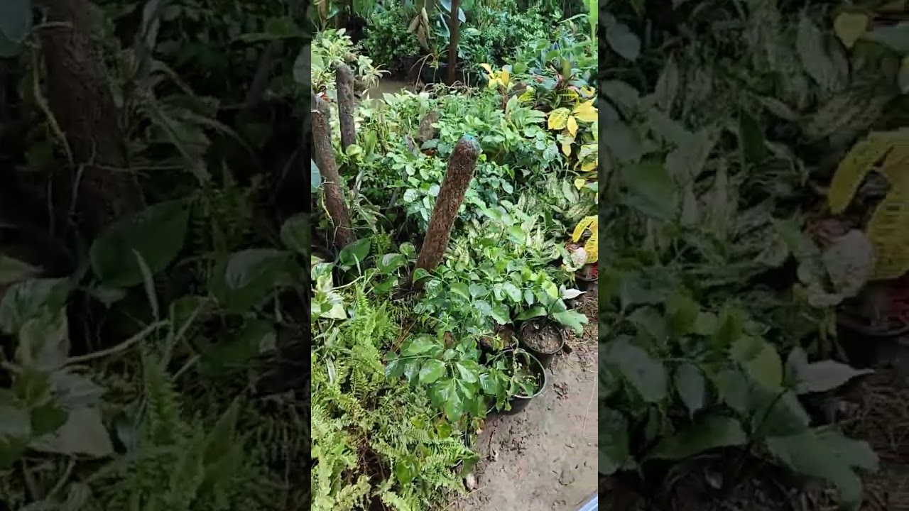 Related to every gardener 