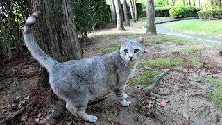 公園の秘密基地を訪れたらサバトラ猫が甘えてきた