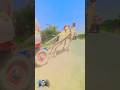 Camel with overload cart for animals feed camel riding camel for agriculture #ytshorts #camel #viral