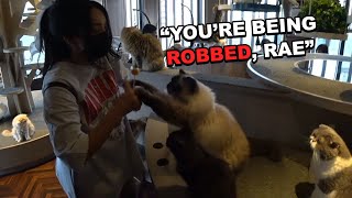 Valkyrae gets ROBBED by Cats in Japan