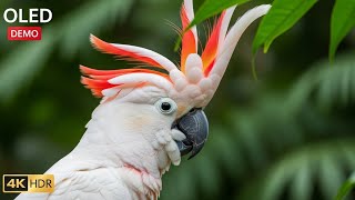 Whispers of the Wild – Relaxing Animal Harmony 2026