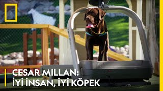 Wild Cesar Millan İyi İnsan İyi Köpek Cuma 2100