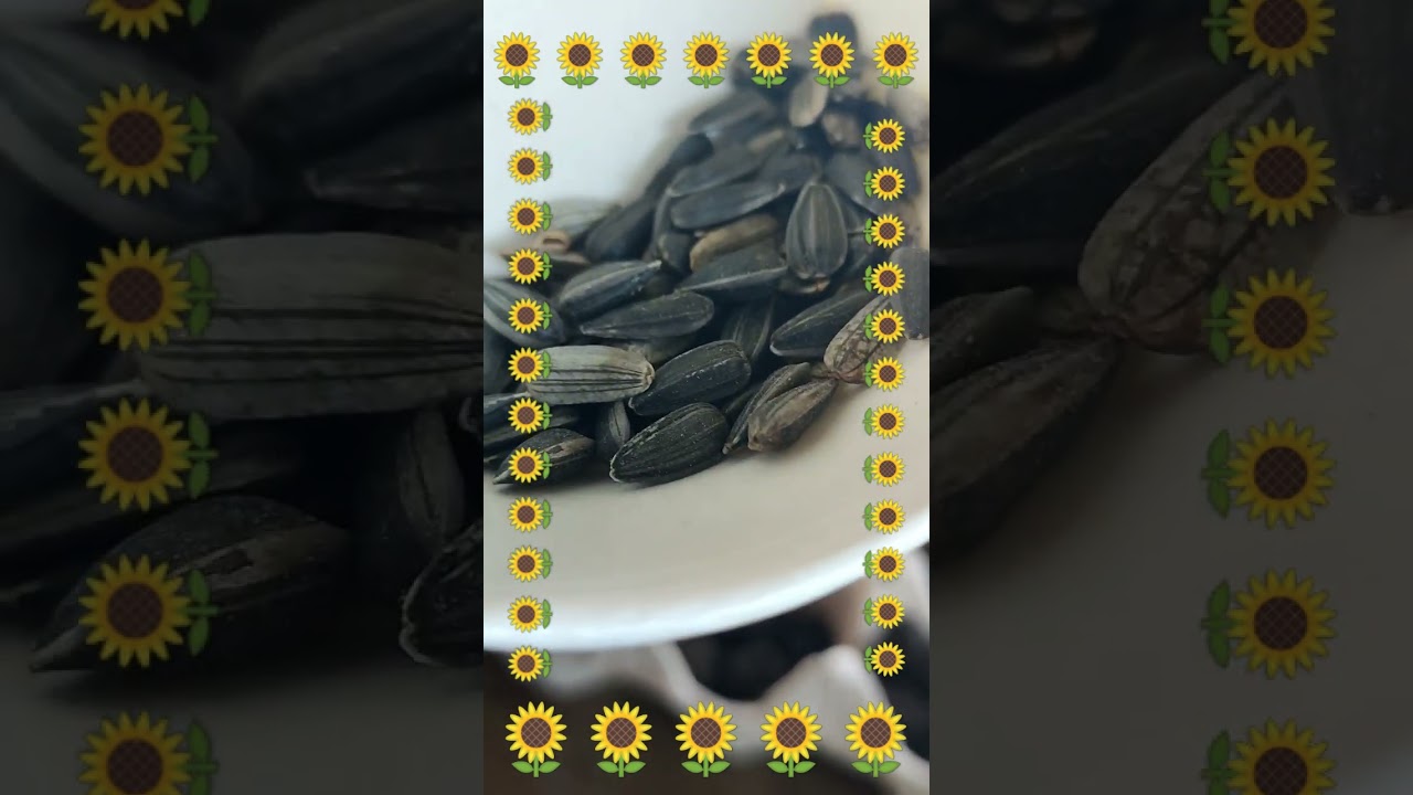 LET'S REUSE AN EGG TRAY | SOWING SUNFLOWER SEEDS