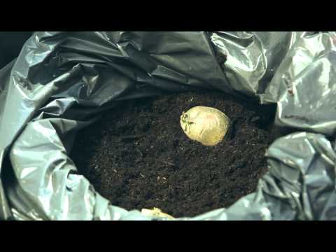 Video: Materiale per piantare patate varietali