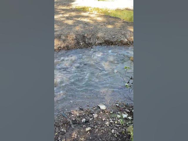 Salmon Spawning