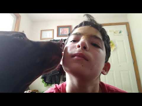 Dog licks penut butter