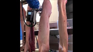 Frontmatec AiRA Robots | RPH pH measuring