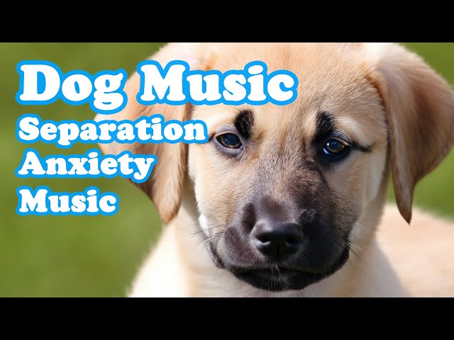 listen to this music to your dog, Relaxing Dog Music, Deep sleep Music for dogs class=