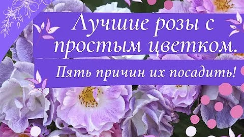 Лучшие розы с простым цветком.  Пять причин их посадить.