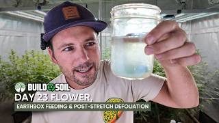BuildASoil: 10x10 Series // Day 23 Flower, EarthBox Feeding & Post-Stretch Defoliation