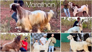 Bilal Goat Lover (Pune) Marathon Video Featuring Extraordinary Goats