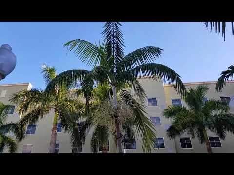 Video: Palm Veitchia