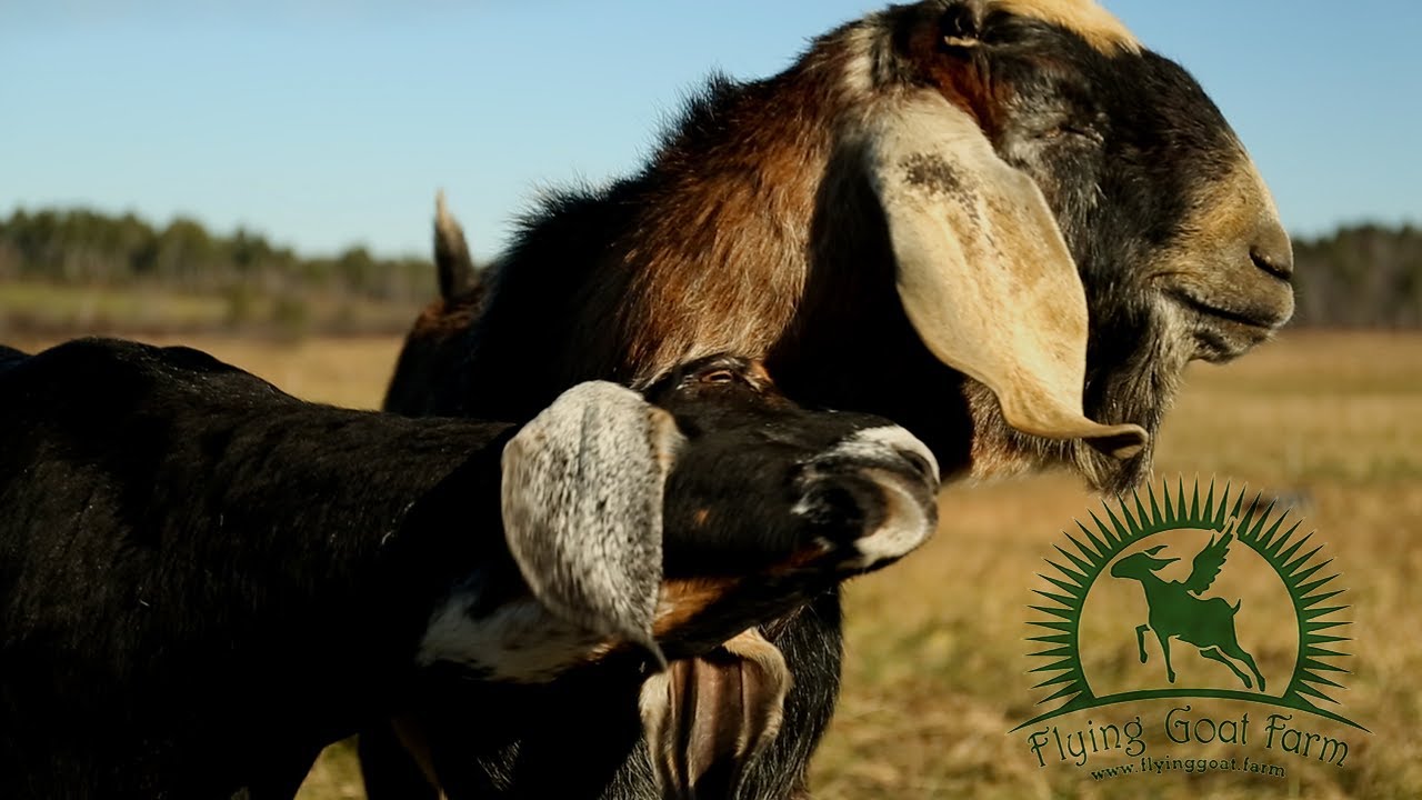Flying Goat Farm New Gloucester, ME YouTube