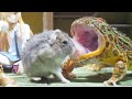 Which frog eats hamster