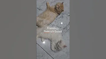 Handsome Cats Meet Todo Guzail The Dynamic Duo Of Feline Friendship 