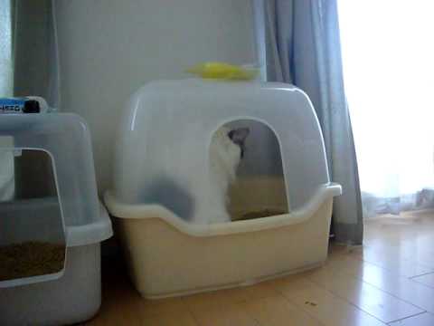 猫トイレの壁をかく猫 Youtube 猫トイレの壁をかく猫 Youtube