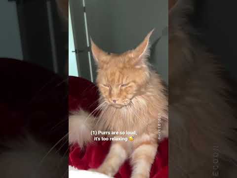 Video: Er maine coons hypoallergene?