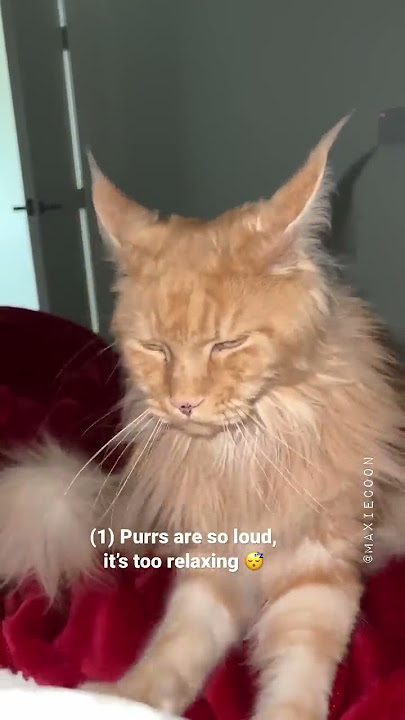 Why I Regret Getting Maine Coon cats 😩 The Truth ✨