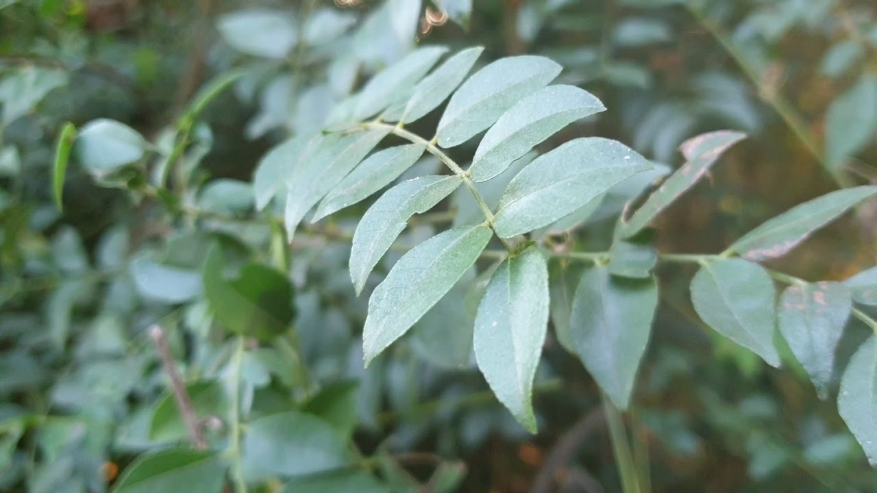 Curry Leaf Plant Stock Footage
